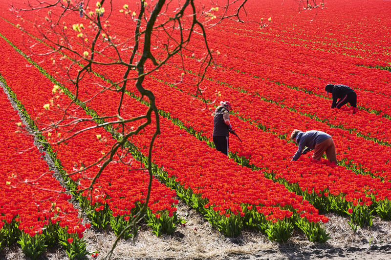 Tourists - Tulip Fields