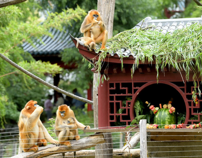 Chinese Golden Snub-Nosed Monkeys - Pairi Daiza